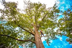 Leaf Removal in Monticello, IL
