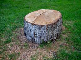 Best Tree Removal  in Monticello, IL
