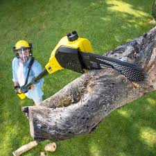 Monticello, IL Tree Services Company