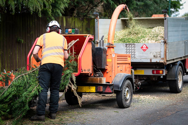 Tree and Shrub Care in Monticello, IL