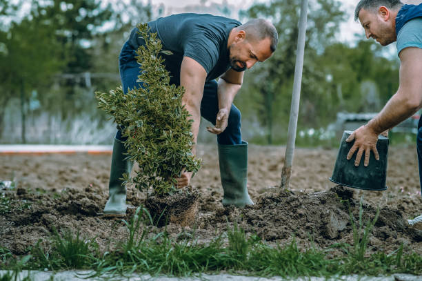 Best Hazardous Tree Removal  in Monticello, IL